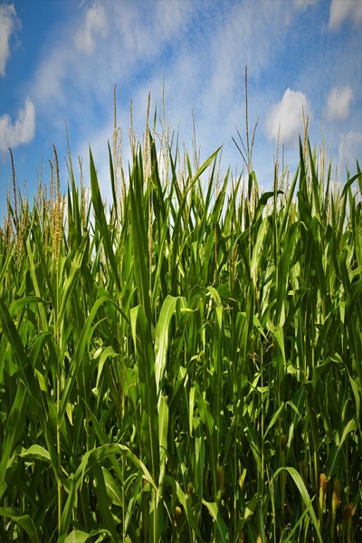 Farming